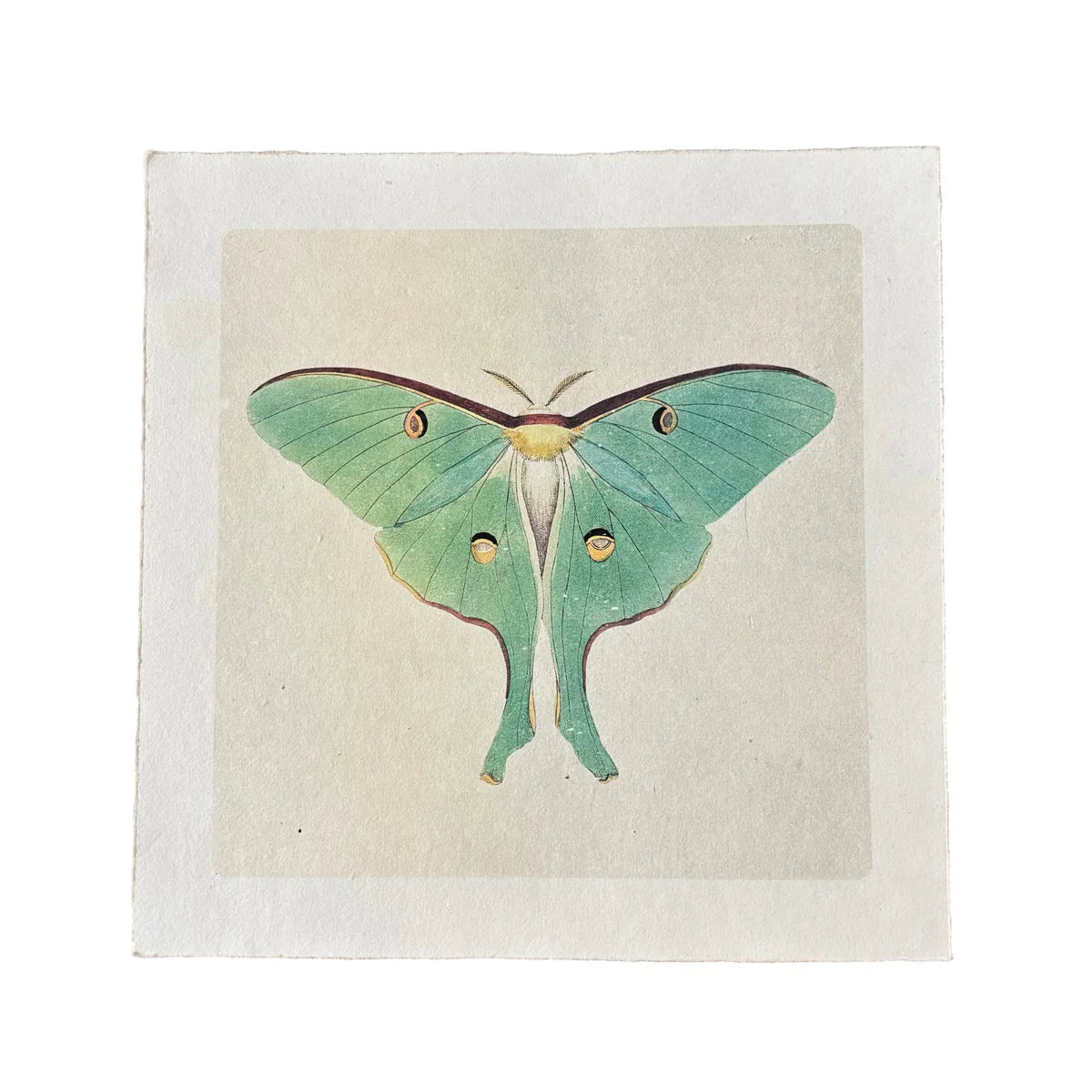 Green Luna Moth Art Print