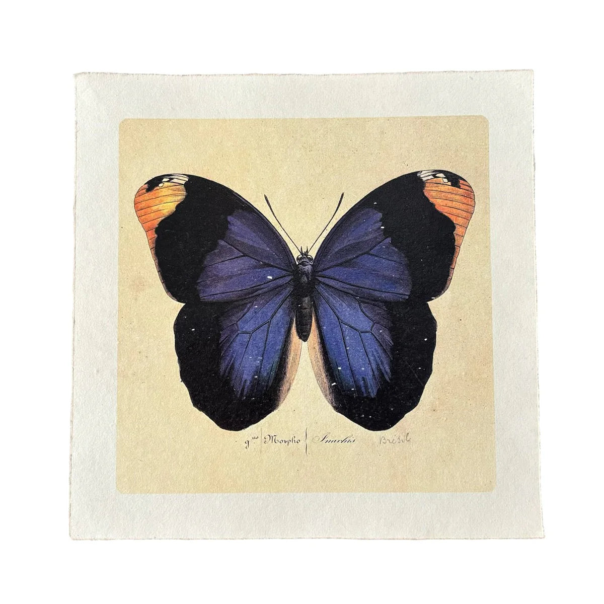 Blue Butterfly Art Print