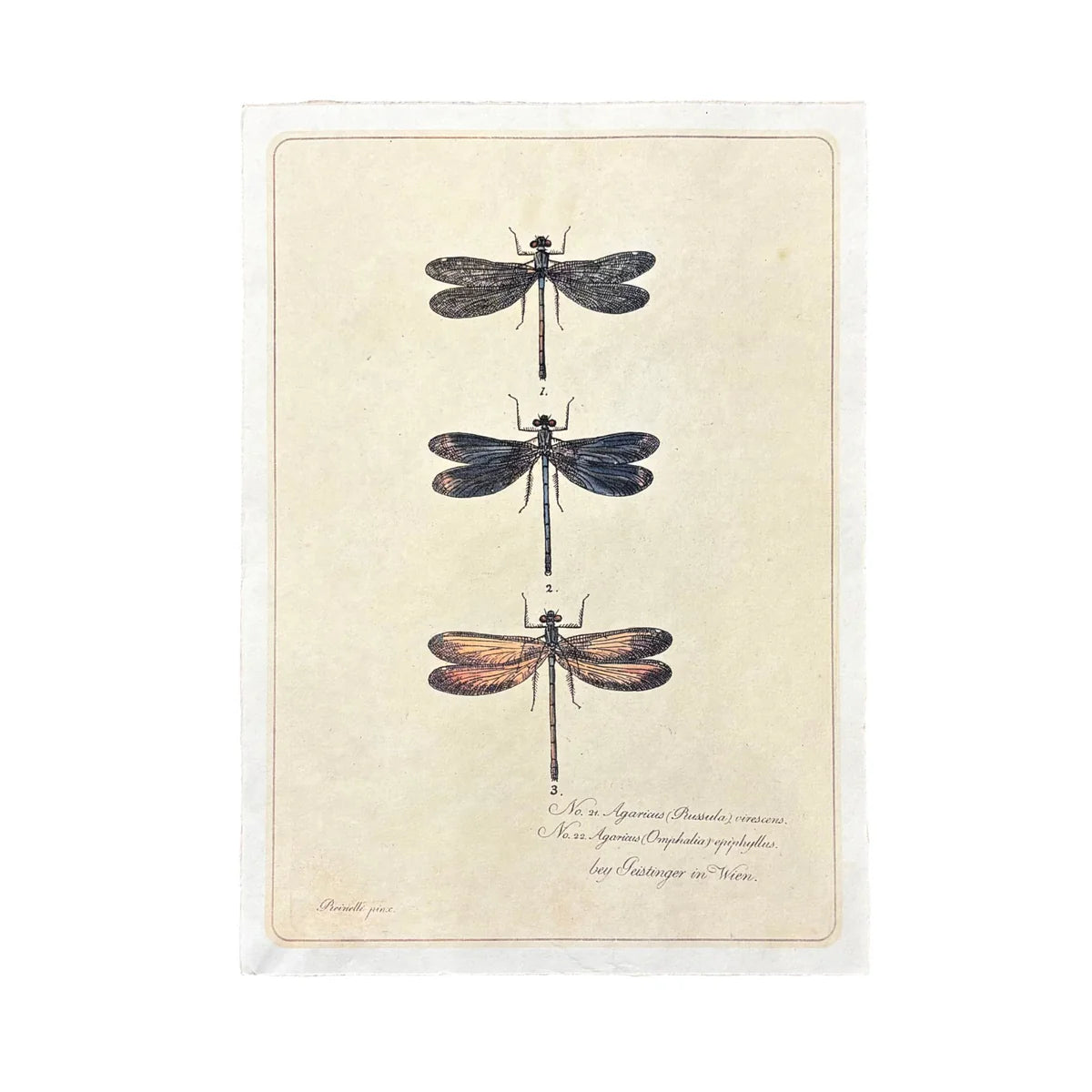 Dragonfly Trio Handmade Art Print