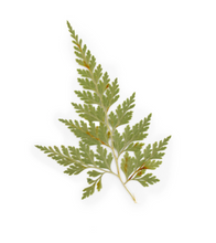 Load image into Gallery viewer, Pressed Botanicals
