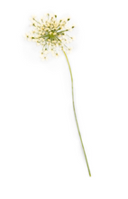 Load image into Gallery viewer, Pressed Botanicals